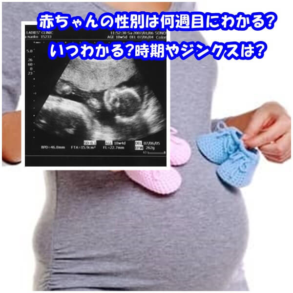 B 赤ちゃんの性別は何週目にわかる いつわかる 時期やジンクスは ママの教科書 妊活 妊娠 子育てを楽しもう